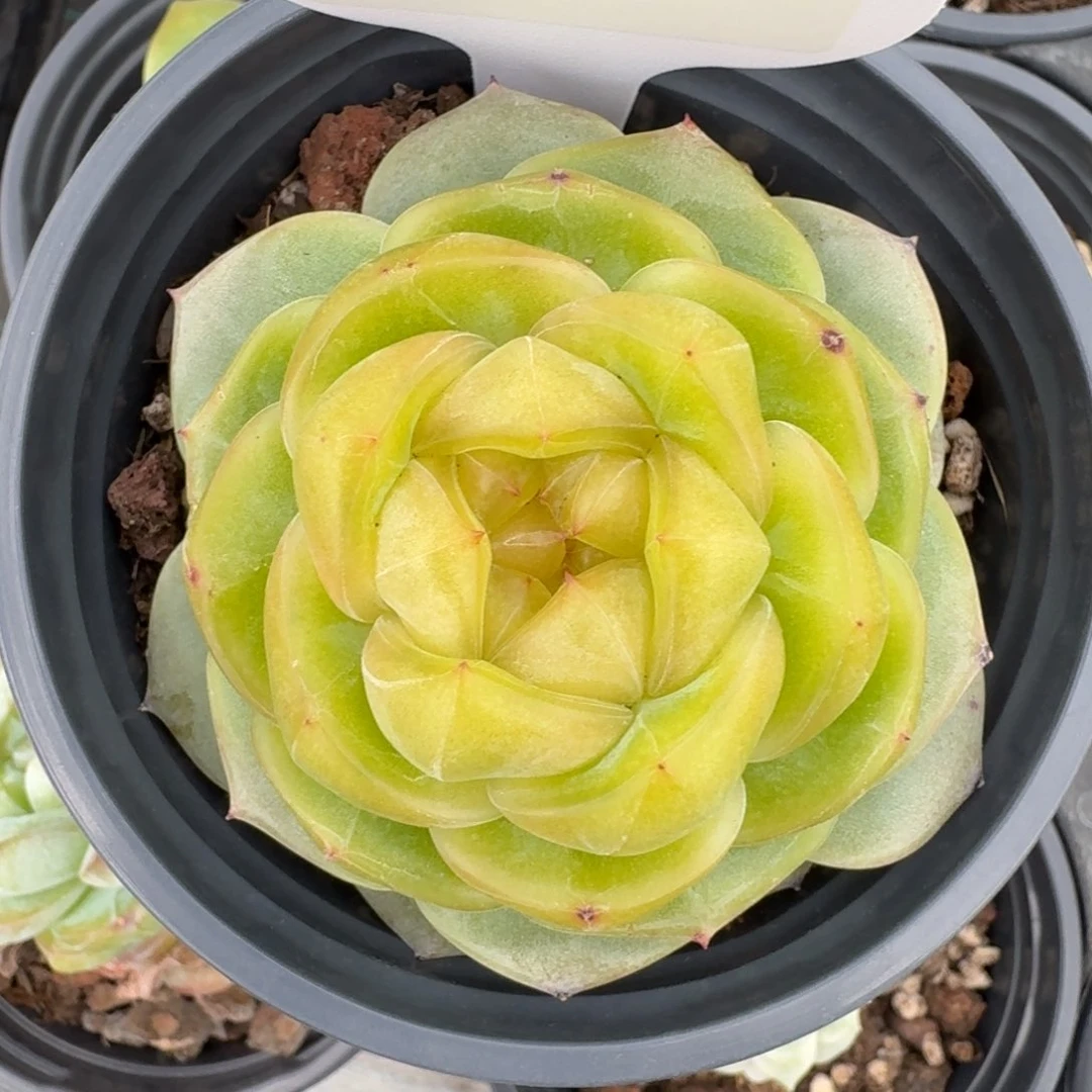 0609-33-甜心单头一颗