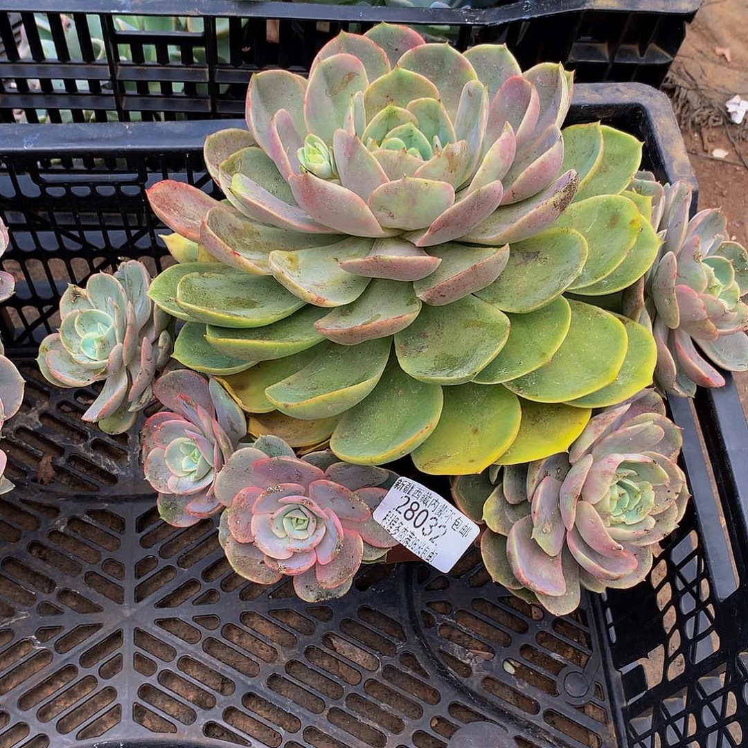 柒***）白雪公主28032多肉多肉