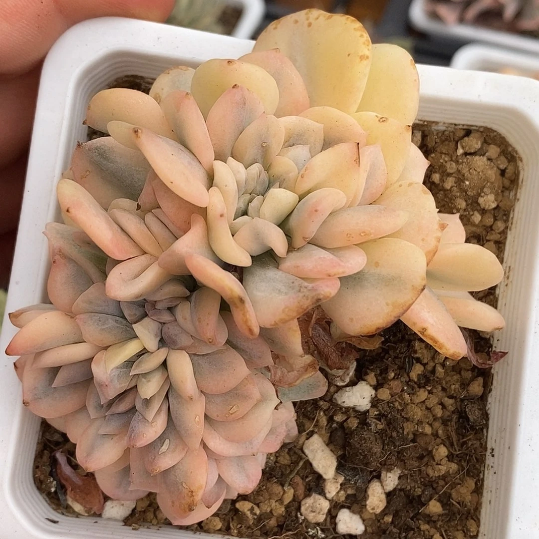 雪精灵锦缀化 有根  小方花圃一物一拍