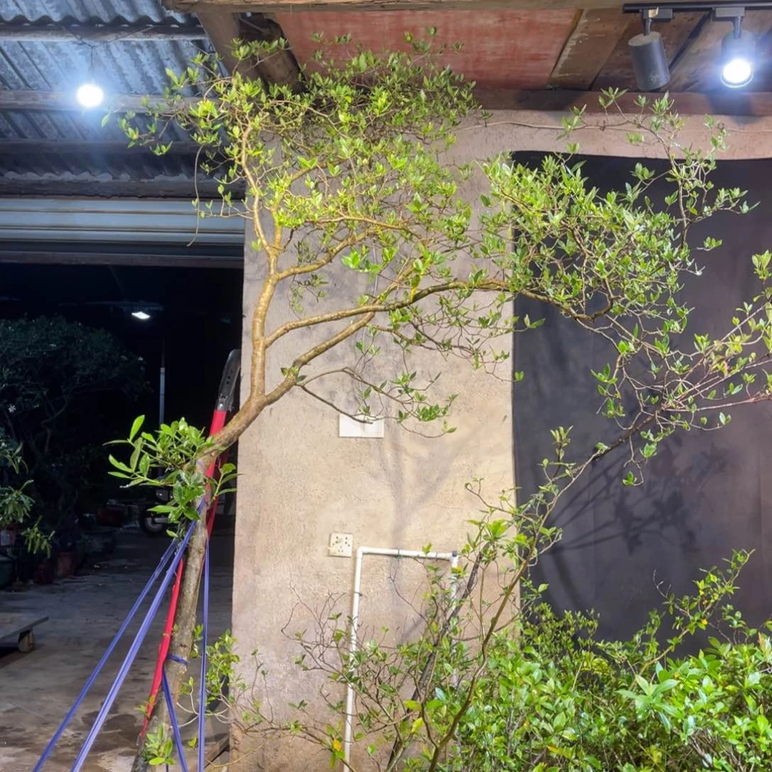 用****6进口可可斤斤计较