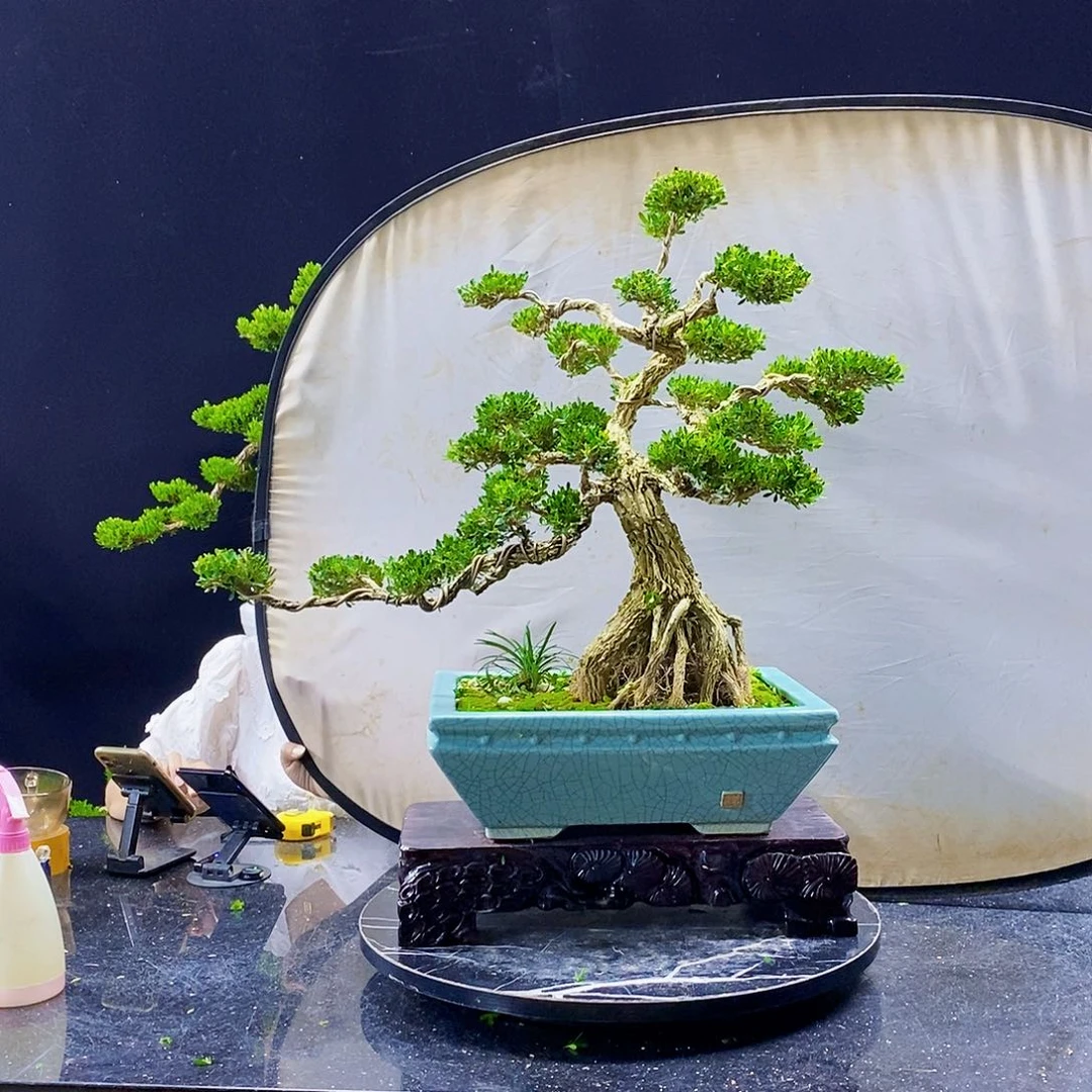 无花朵黄杨盆景造型