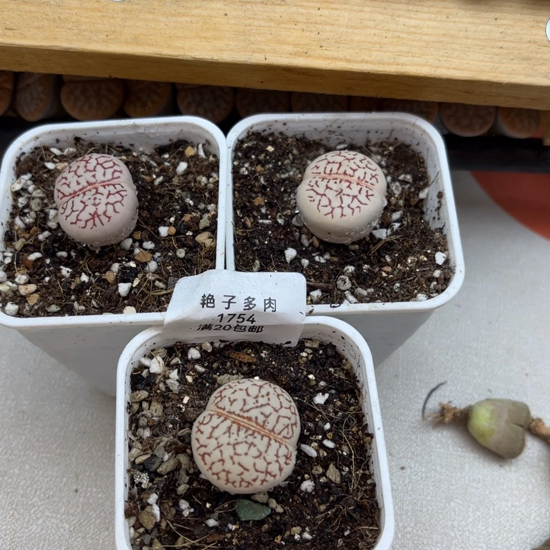 1754号一首三颗红网文大白