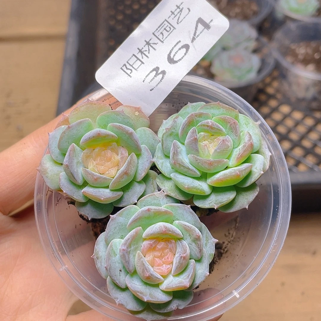 多肉植物多肉植物364