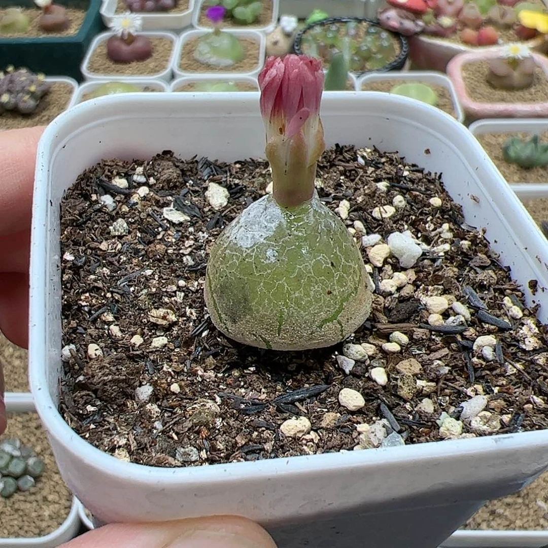 【闪购商品】285 稀有花色