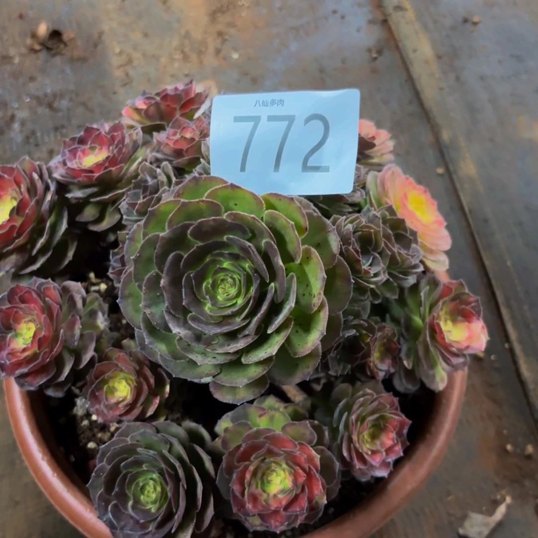 772多肉植物海王七彩法师