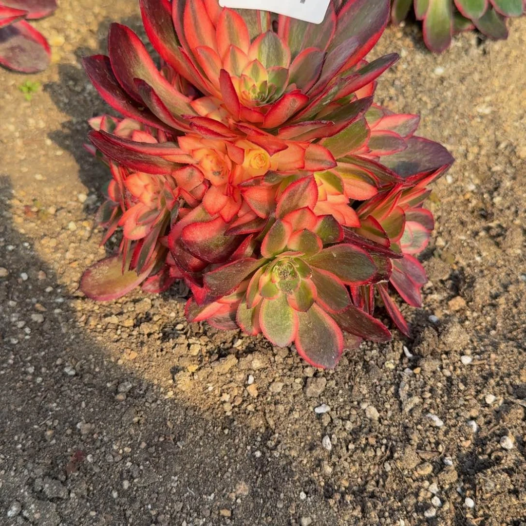 967heil魔锦。多肉植物