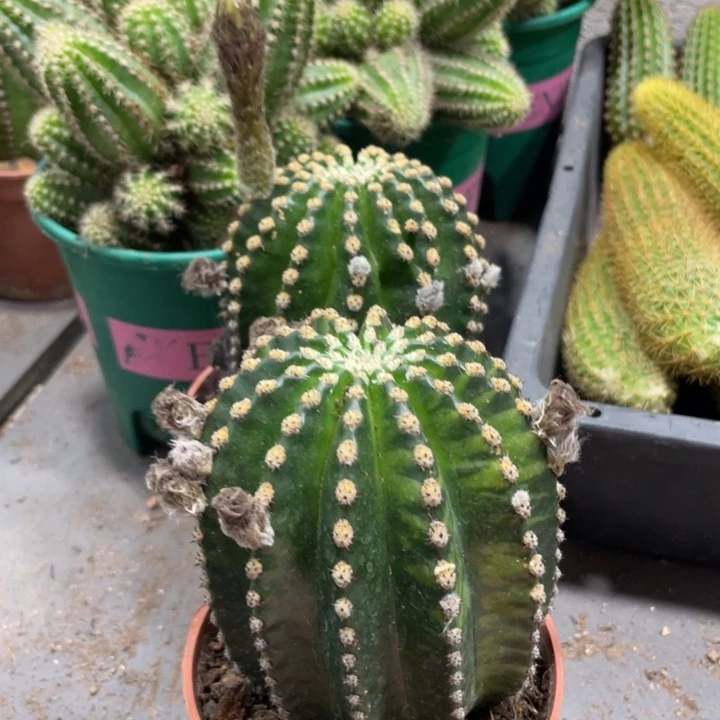 红花金刚带花苞一杯