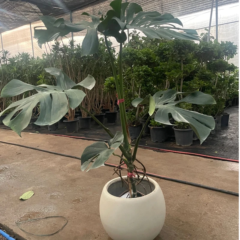 【土培】独杆老桩龟背竹好看美观室内绿植净化空气美化环境