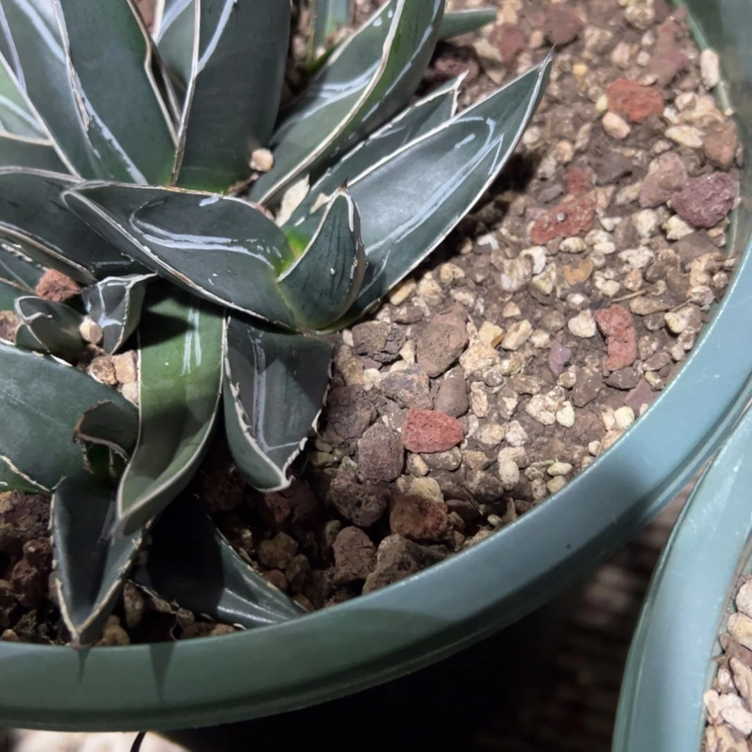 多肉植物龙舌兰道