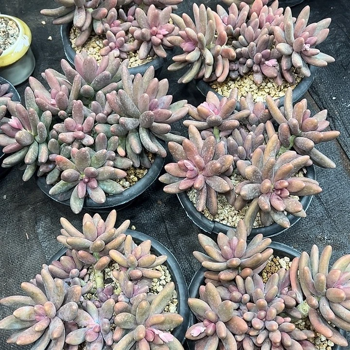 糖果美人群生无砍多头老桩