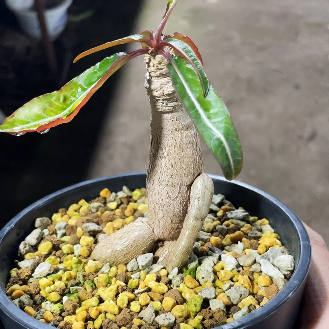 拉巴缇66666666666666666