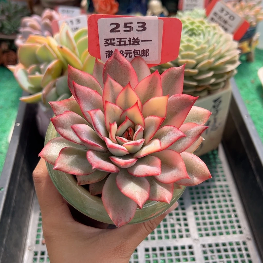 表妹精品多肉植物253.