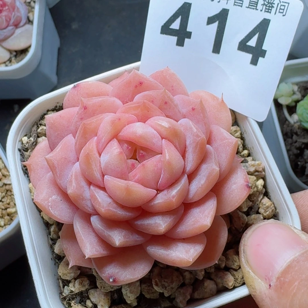 粉魄         多肉植物