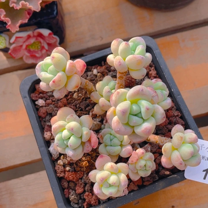 谢谢你的支持000001260