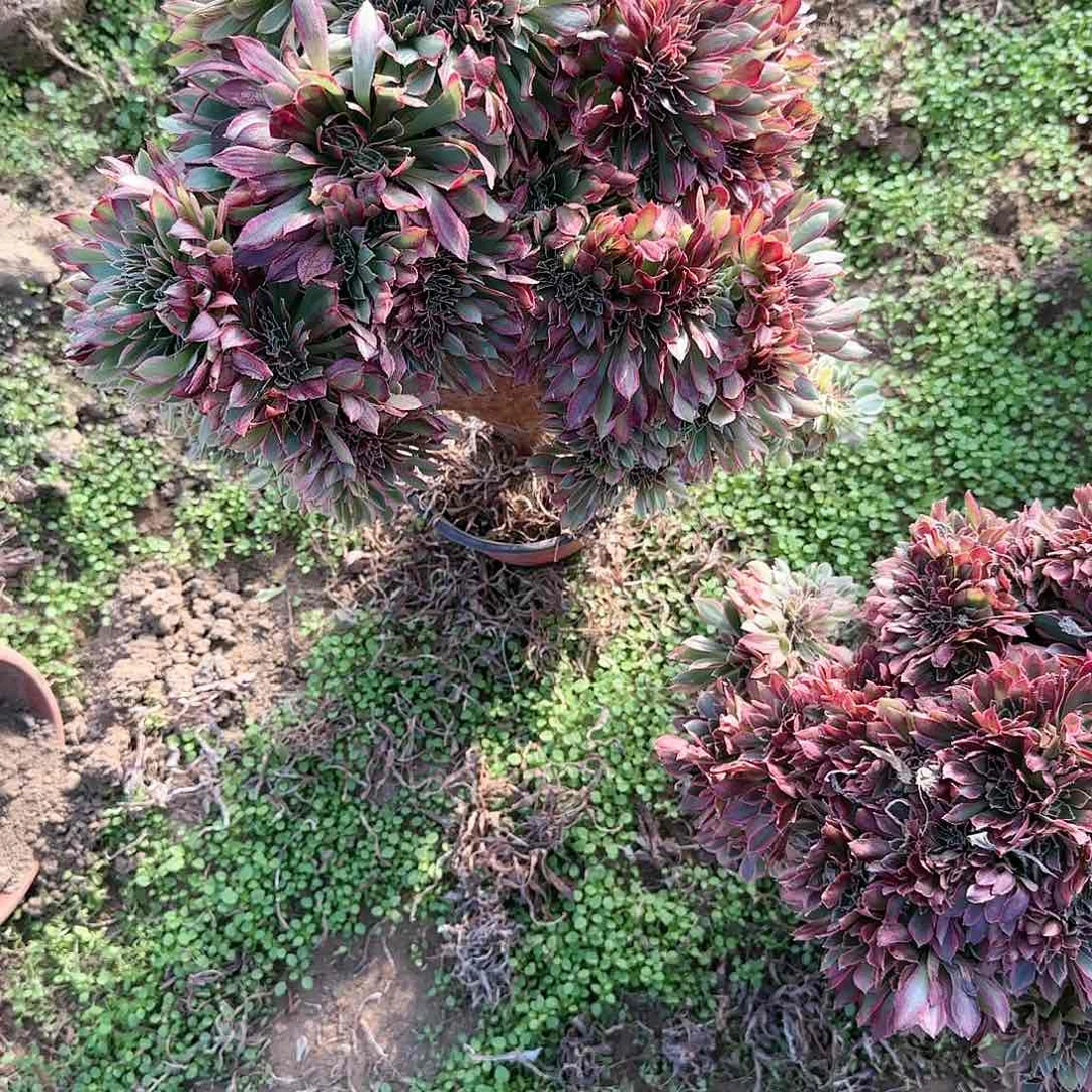开****8缀话脱土发货缀话