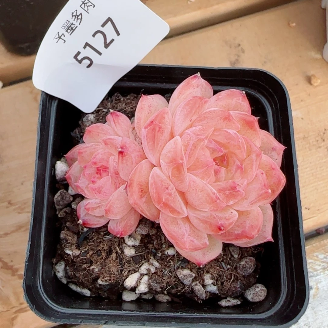 无尽灯，5127多肉植物