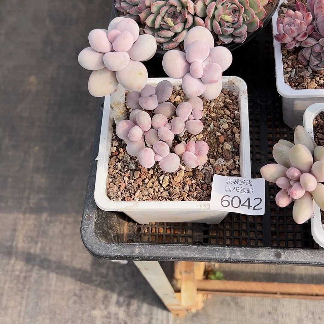 9号?我们的确是一个6042