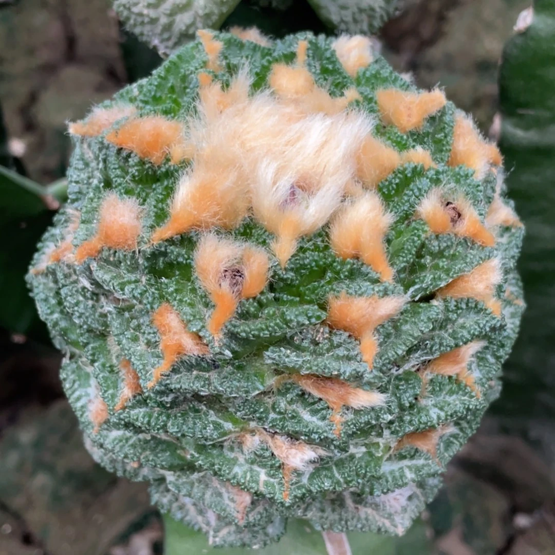 全部花朵戈犹 新顿牡丹 仙人球