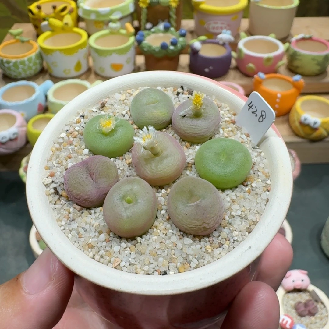蘑菇1141空卡佛彩拼多肉植物