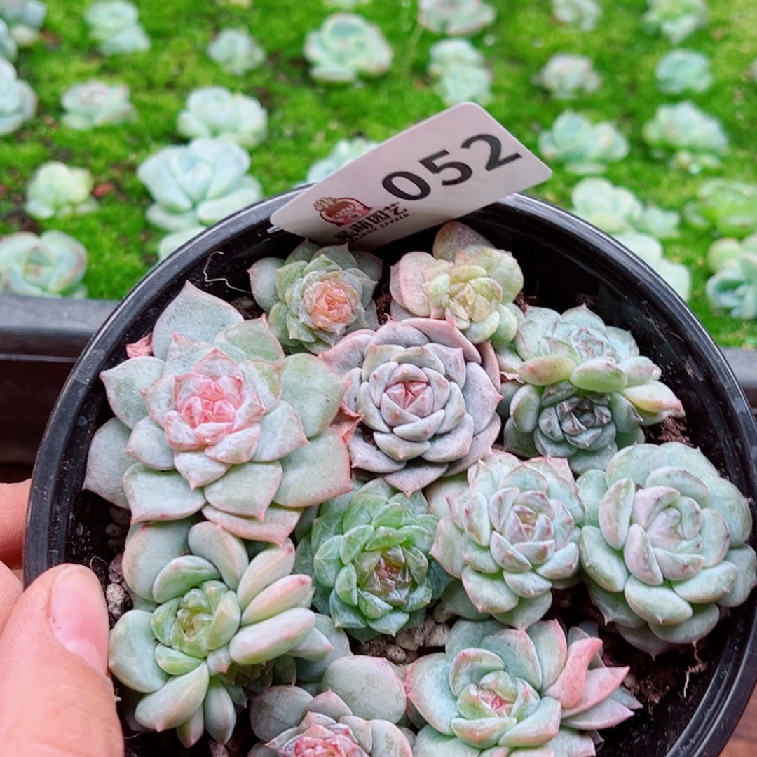 多肉植物多肉植物