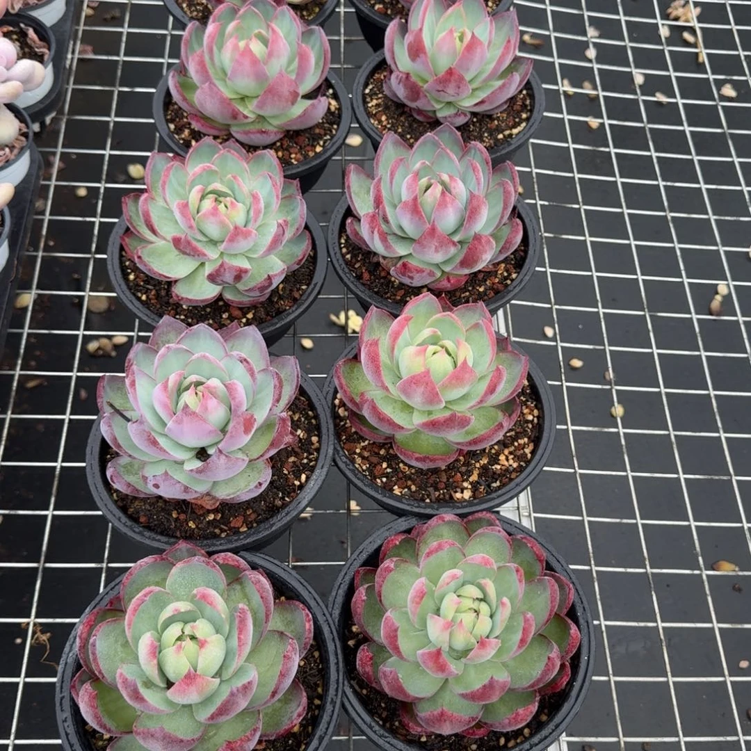 无花朵惊鸿仙子