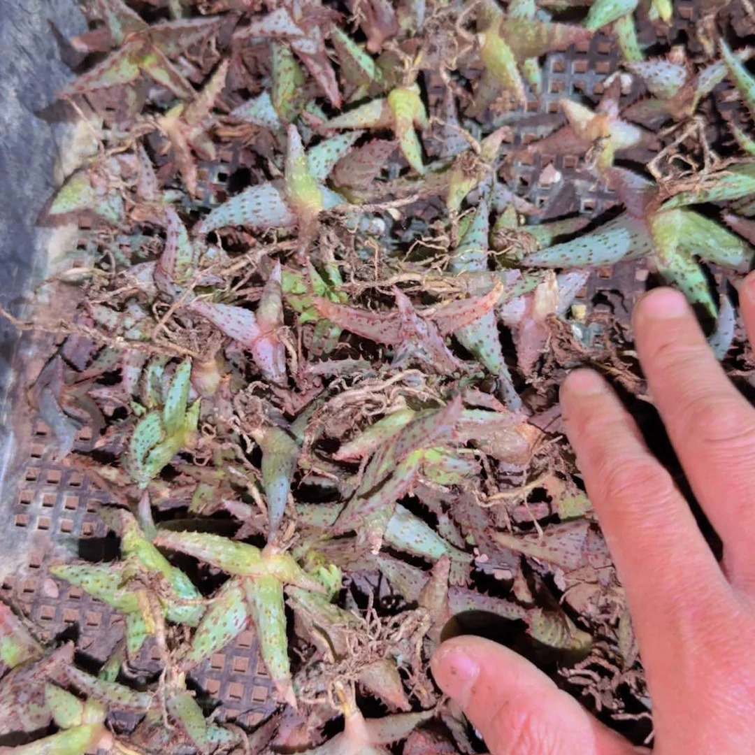 块根植物块根植物块根