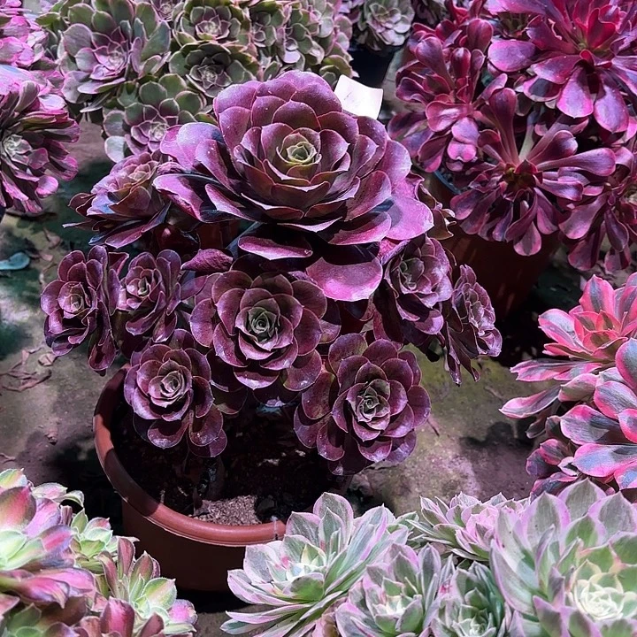 多肉植物魅金玫瑰00626