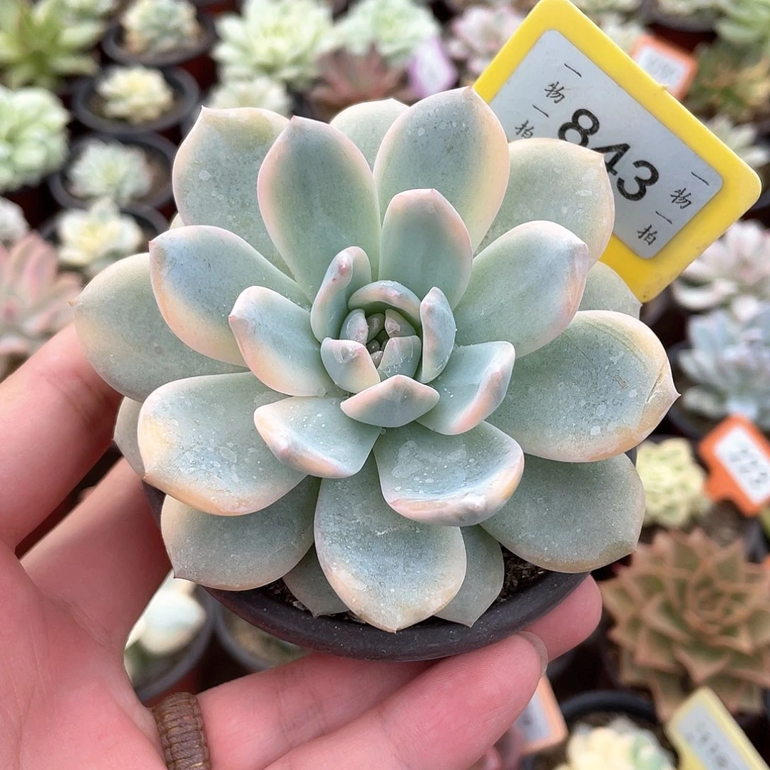 梦露锦843号多肉植物