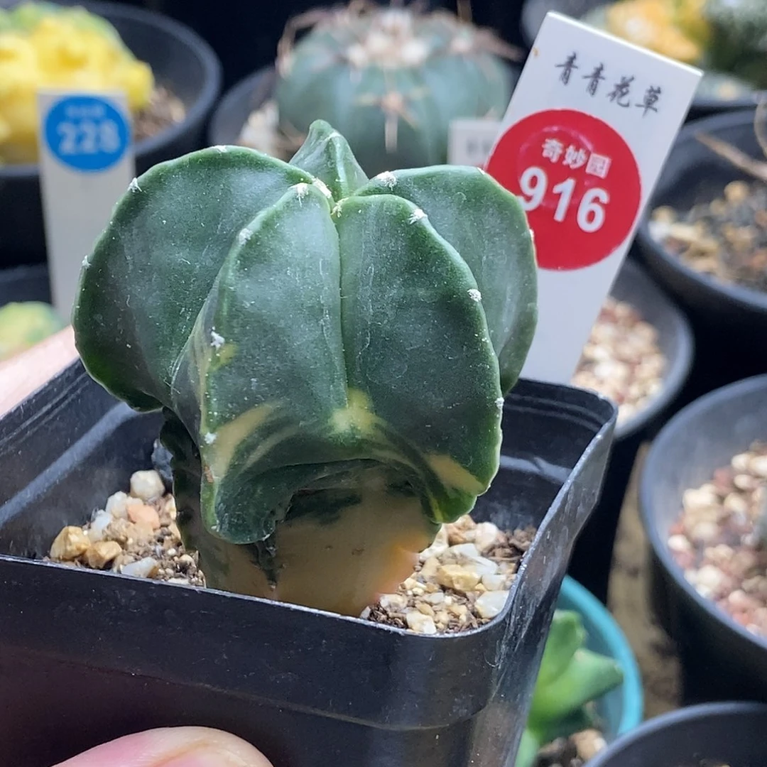 实生鸾凤玉锦一颗仙人球