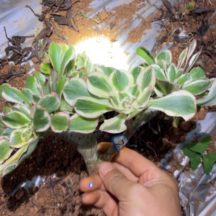 718，燕子白锦缀化朵