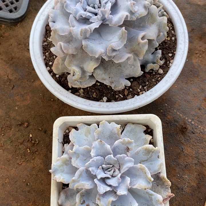 无***糖D091- 直播福利 白饺子皮两颗不售后