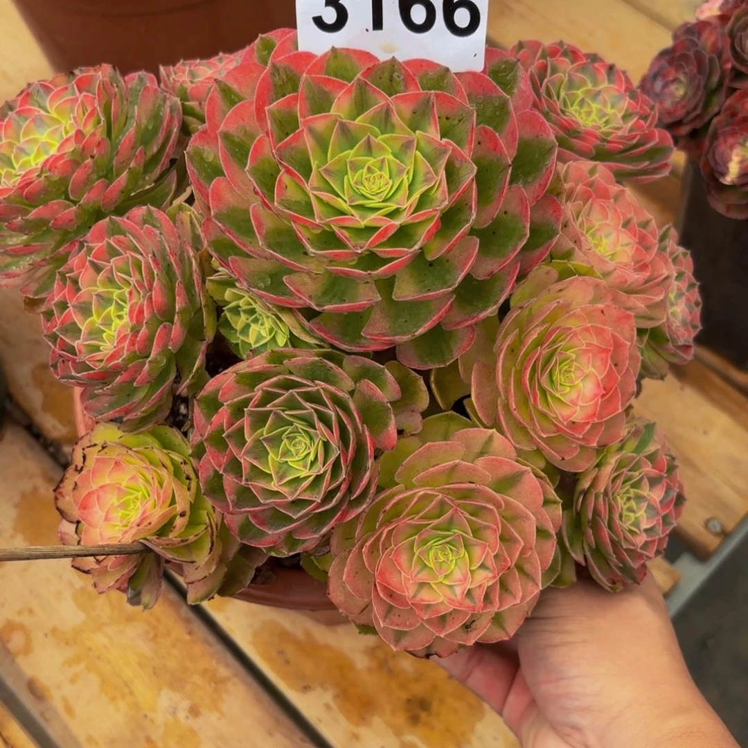 徐3166多肉植物雨荷