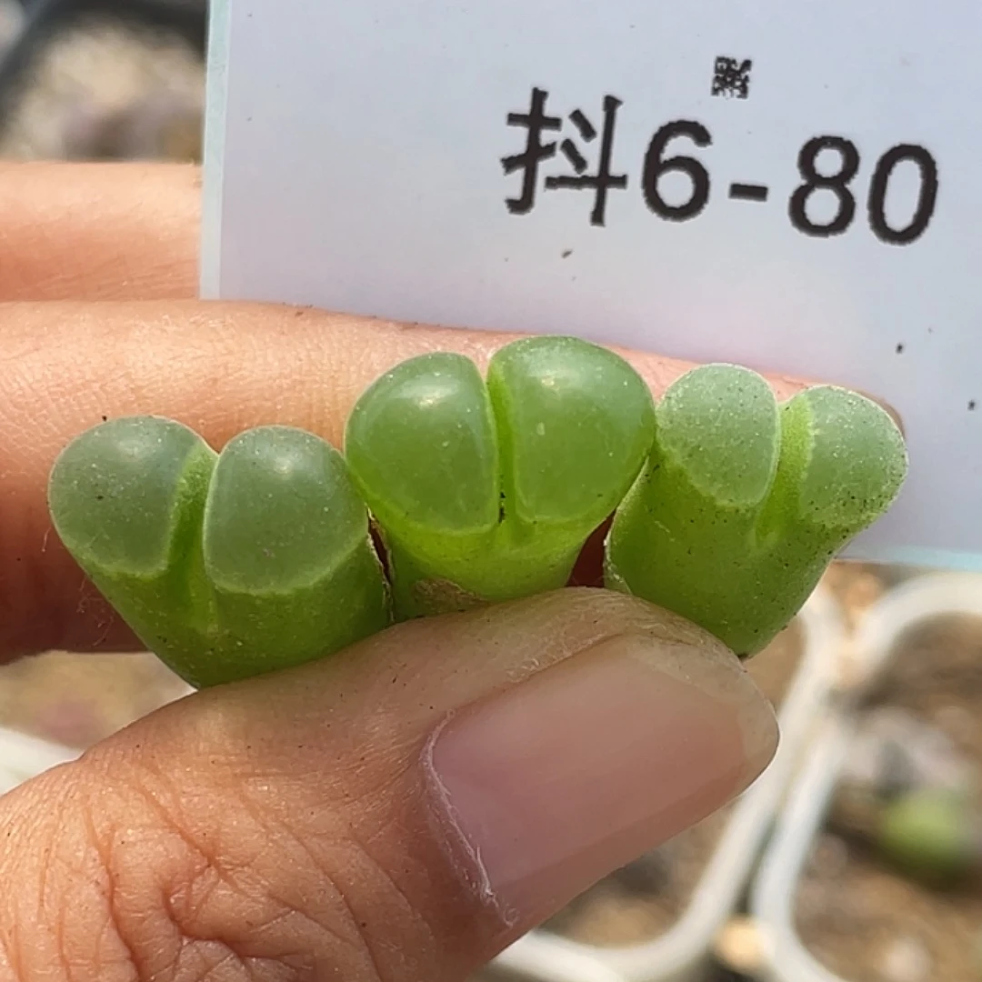 6-80极窗风铃多肉植物