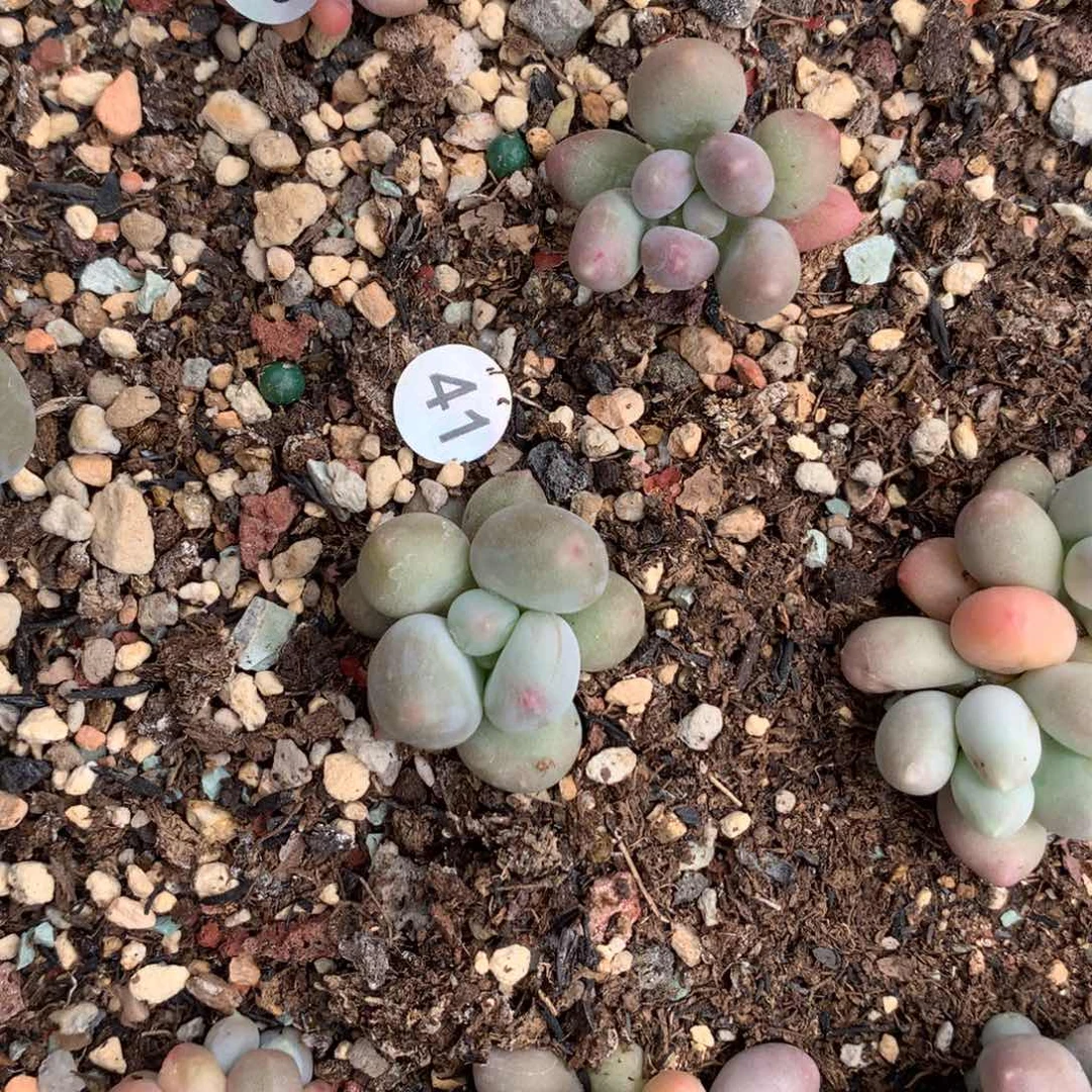 汉堡包奶酪多肉41哈哈哈