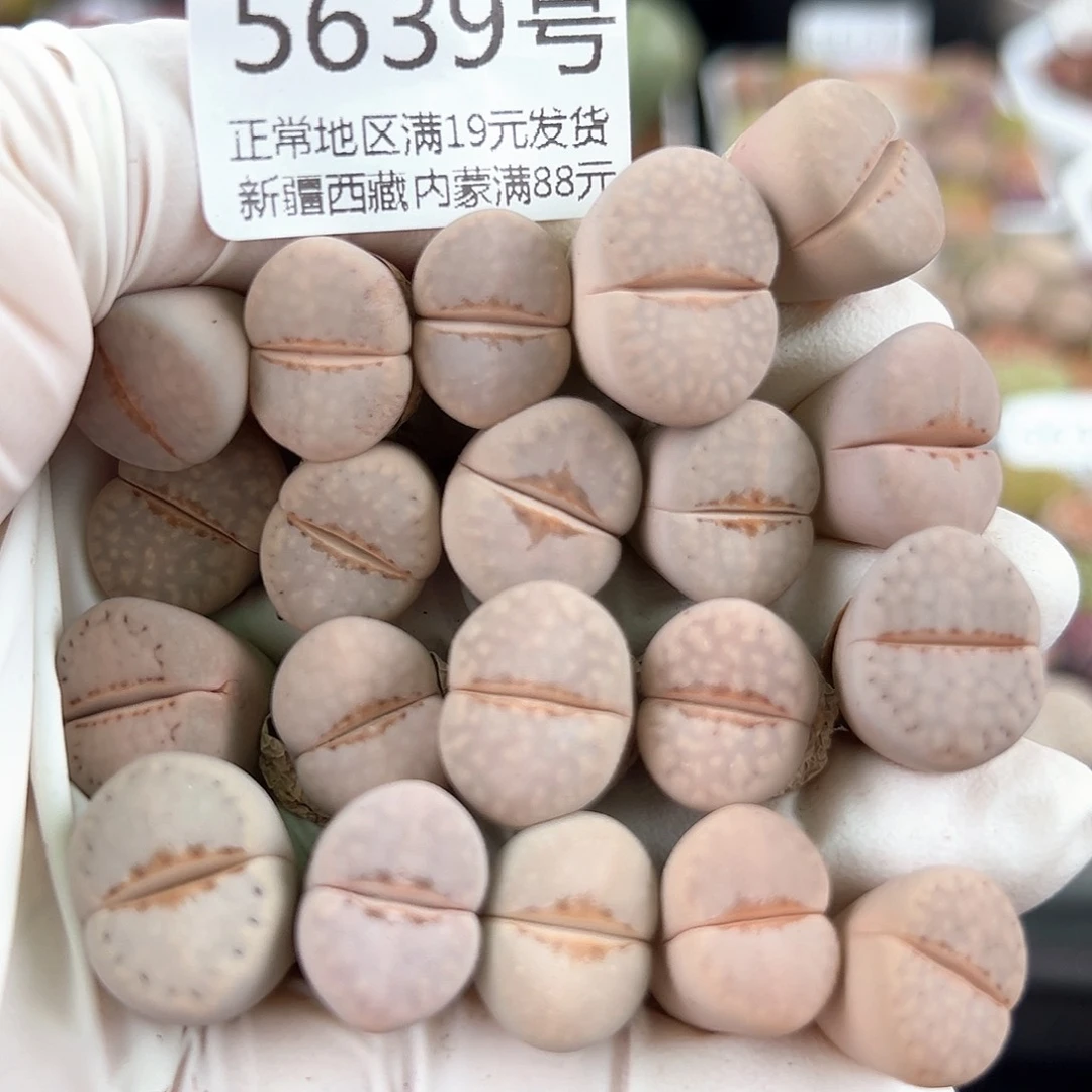 5639 好养易活生石花大母本20个