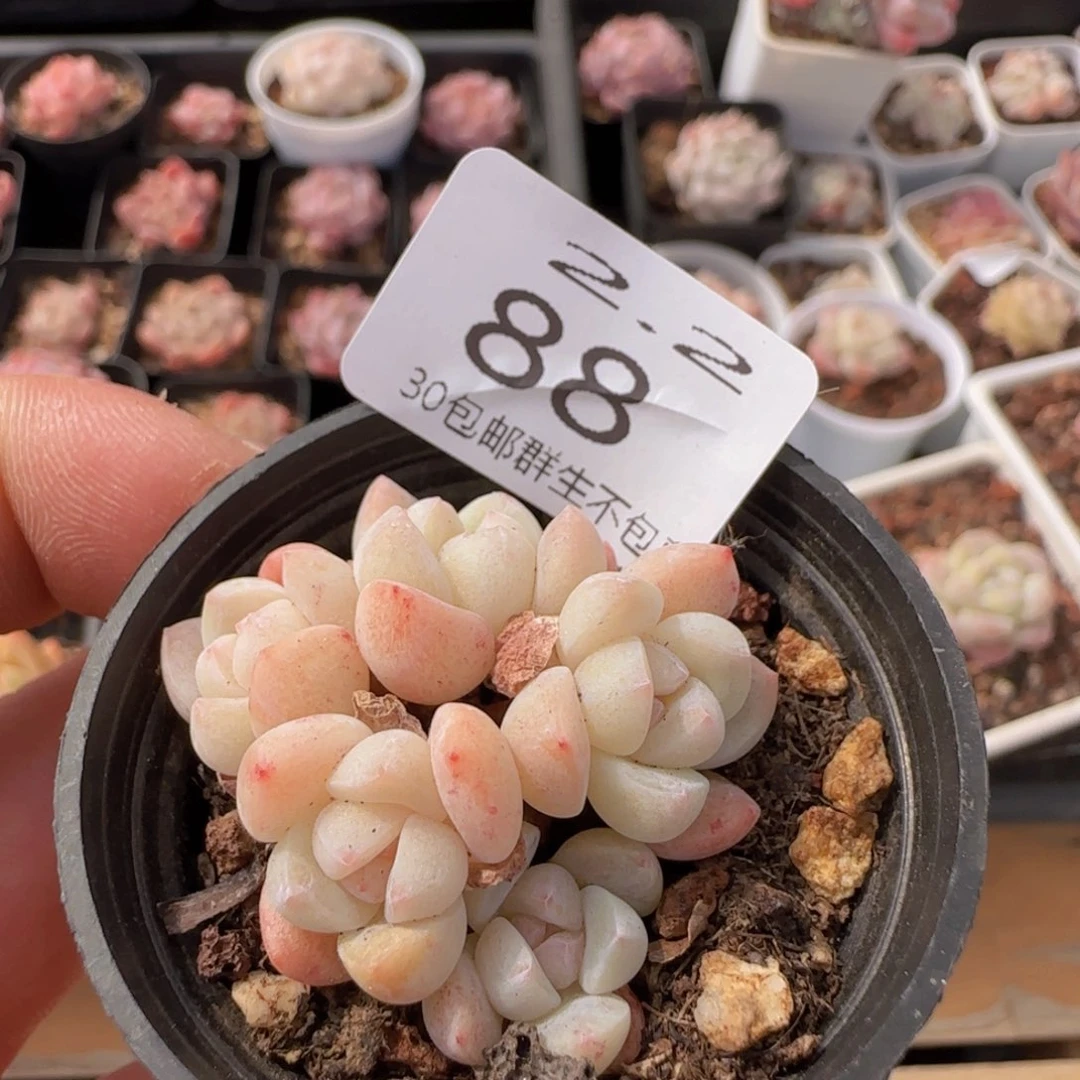小脸冰玉五头一颗