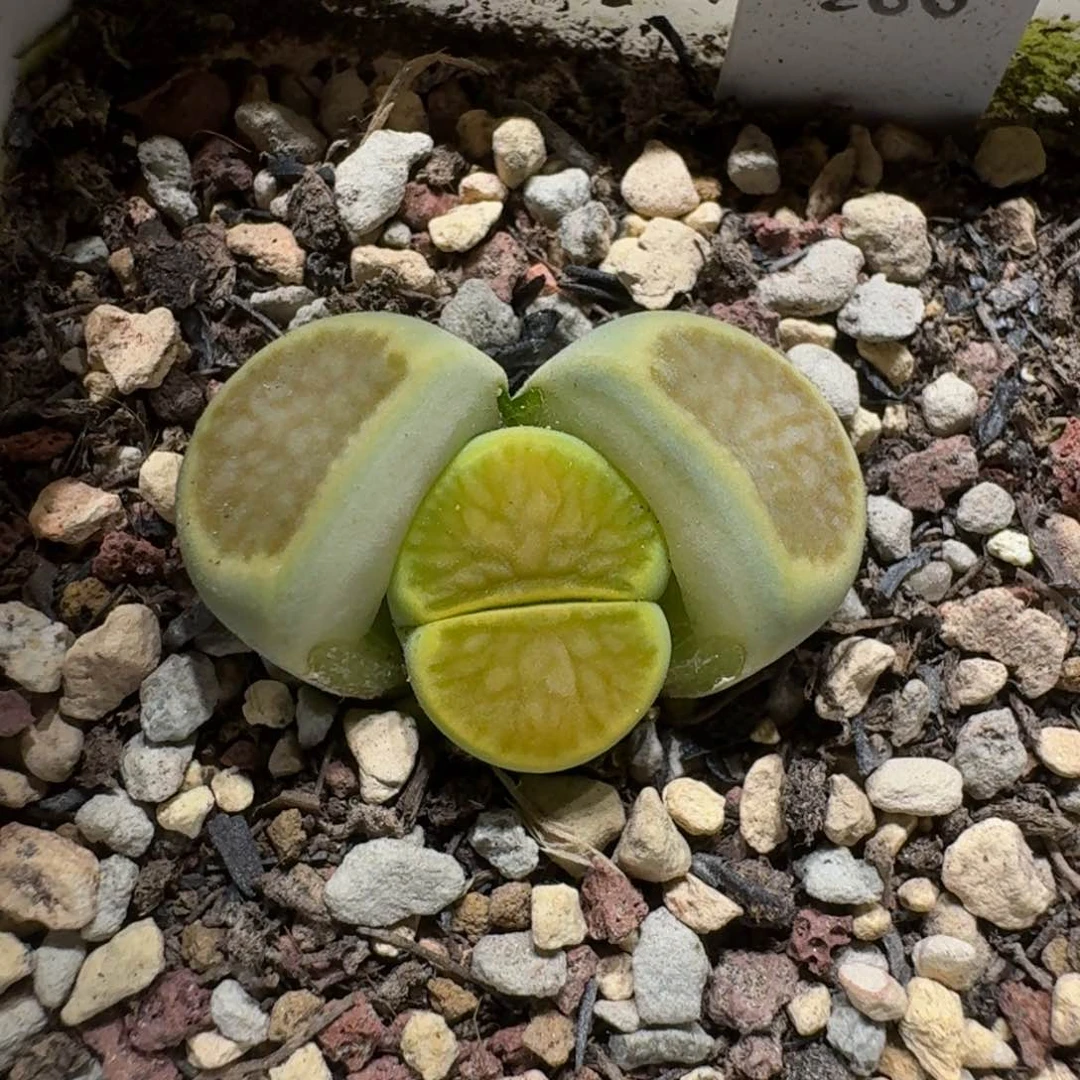 煮**茶0130-25菊菊菊菊