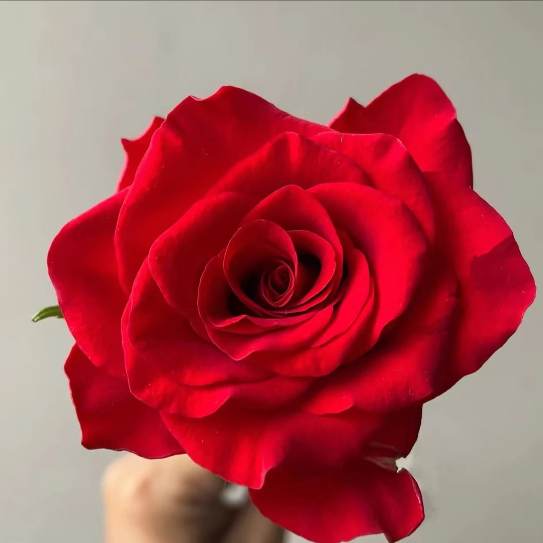 A2【香槟 红玫瑰 橙芭比 单头康乃馨 绿心向日葵】