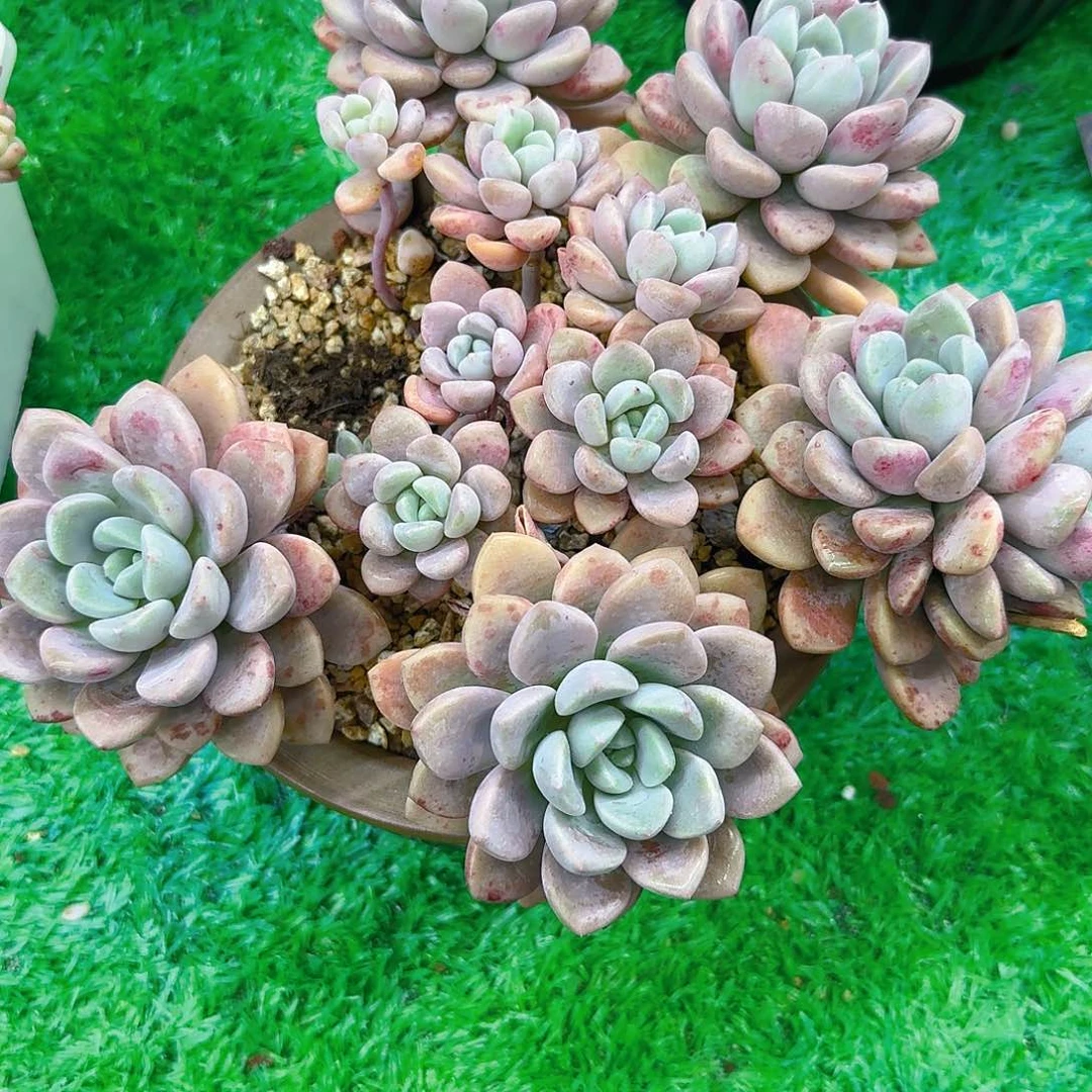 淡*多肉植物不带盆发货