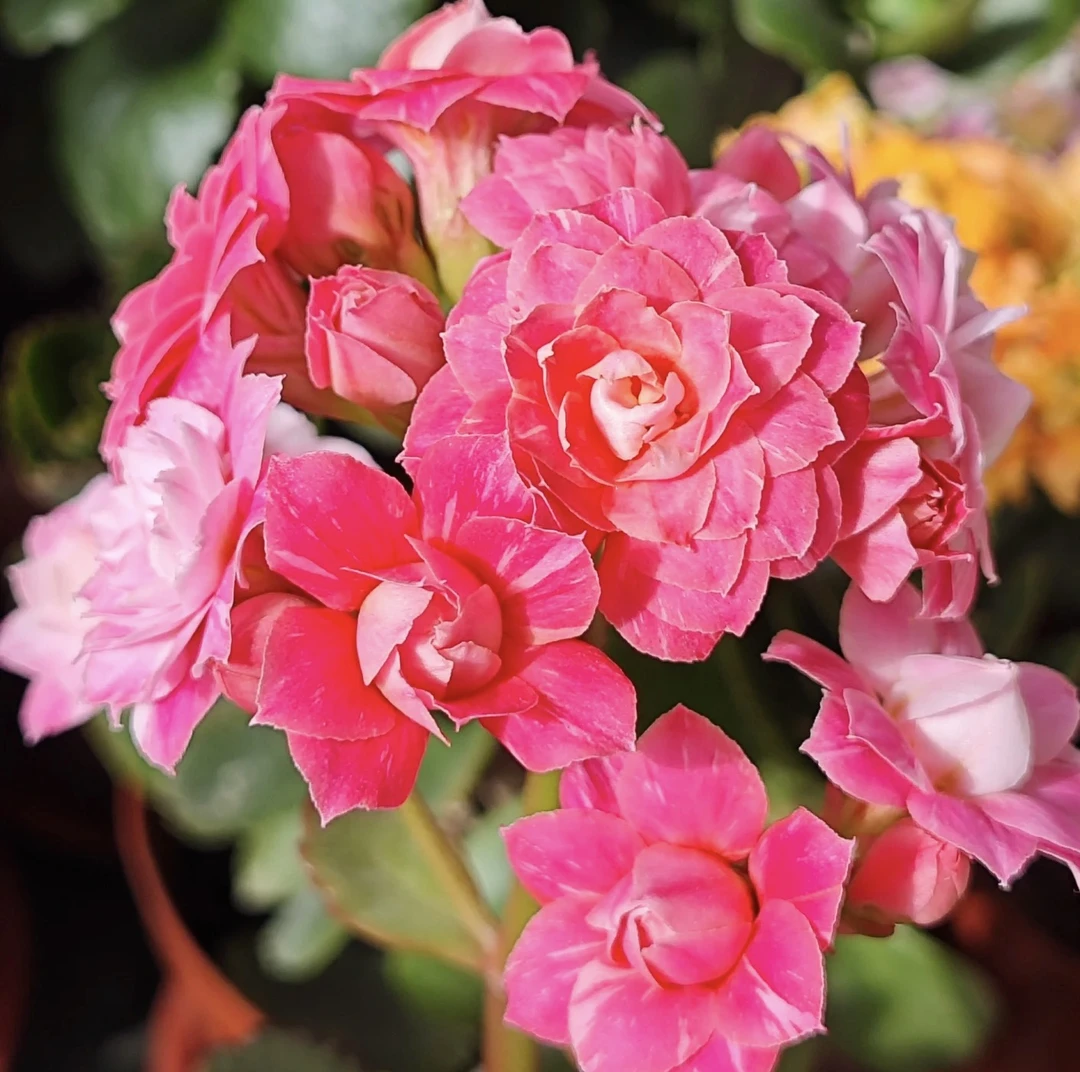 【苹果花】110盆长寿花花卉