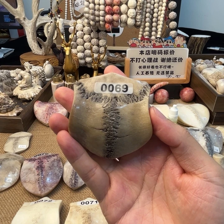人工养殖公鹿三界牌69