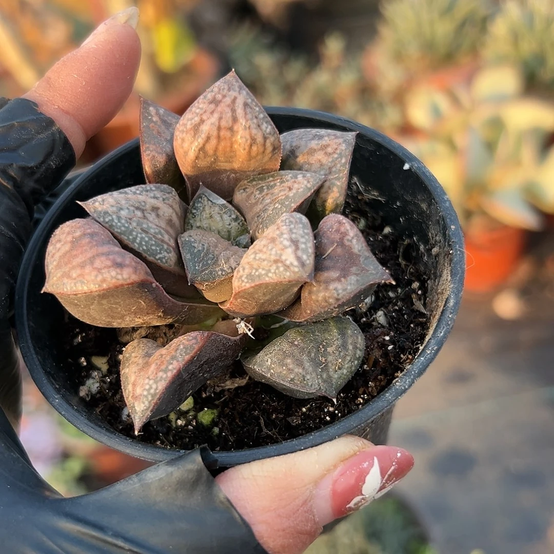 多肉植物花魁寿单头