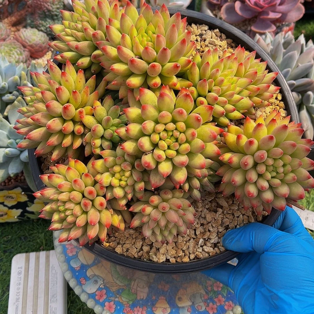 二代虞无砍一物一拍