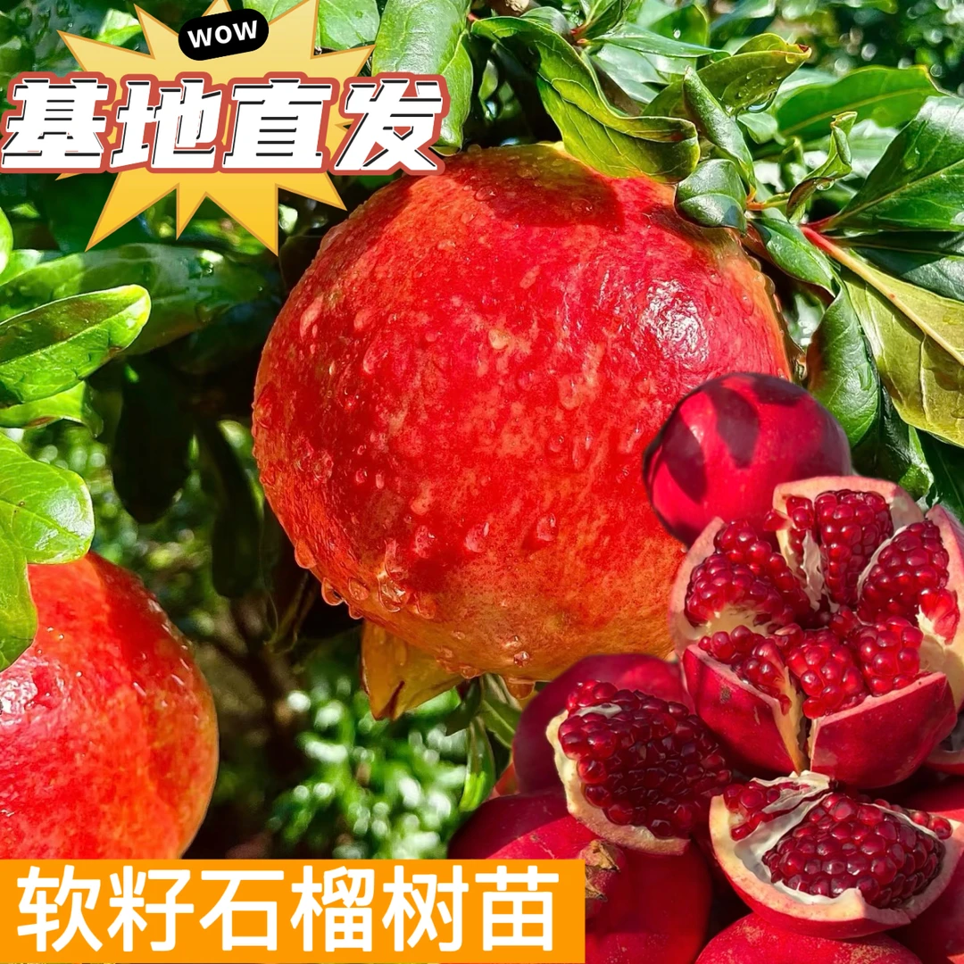 【一物一拍】甜石榴树苗红宝石/蒙阳红/突尼斯软籽