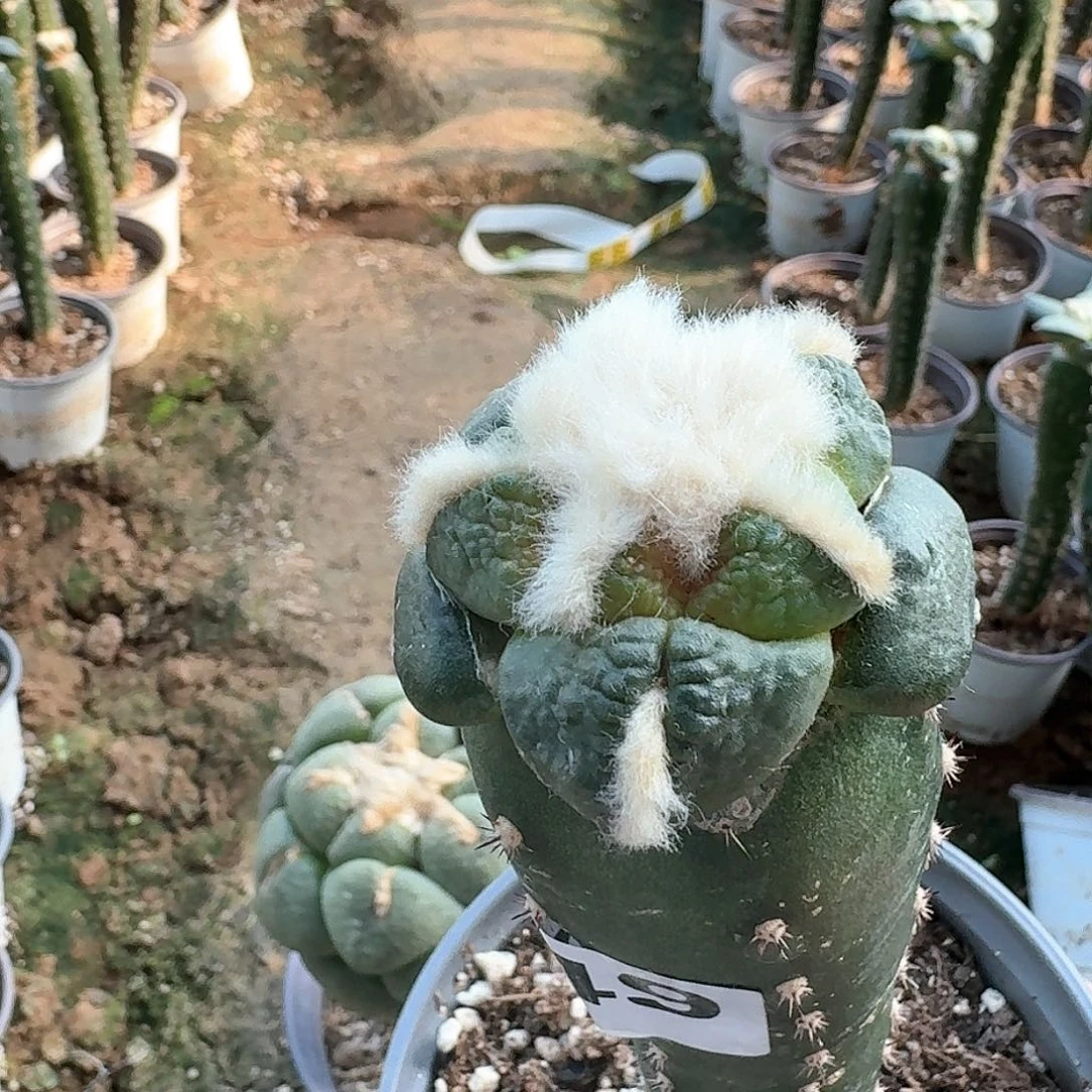 【闪购商品】无花朵泰***行大尤连山749