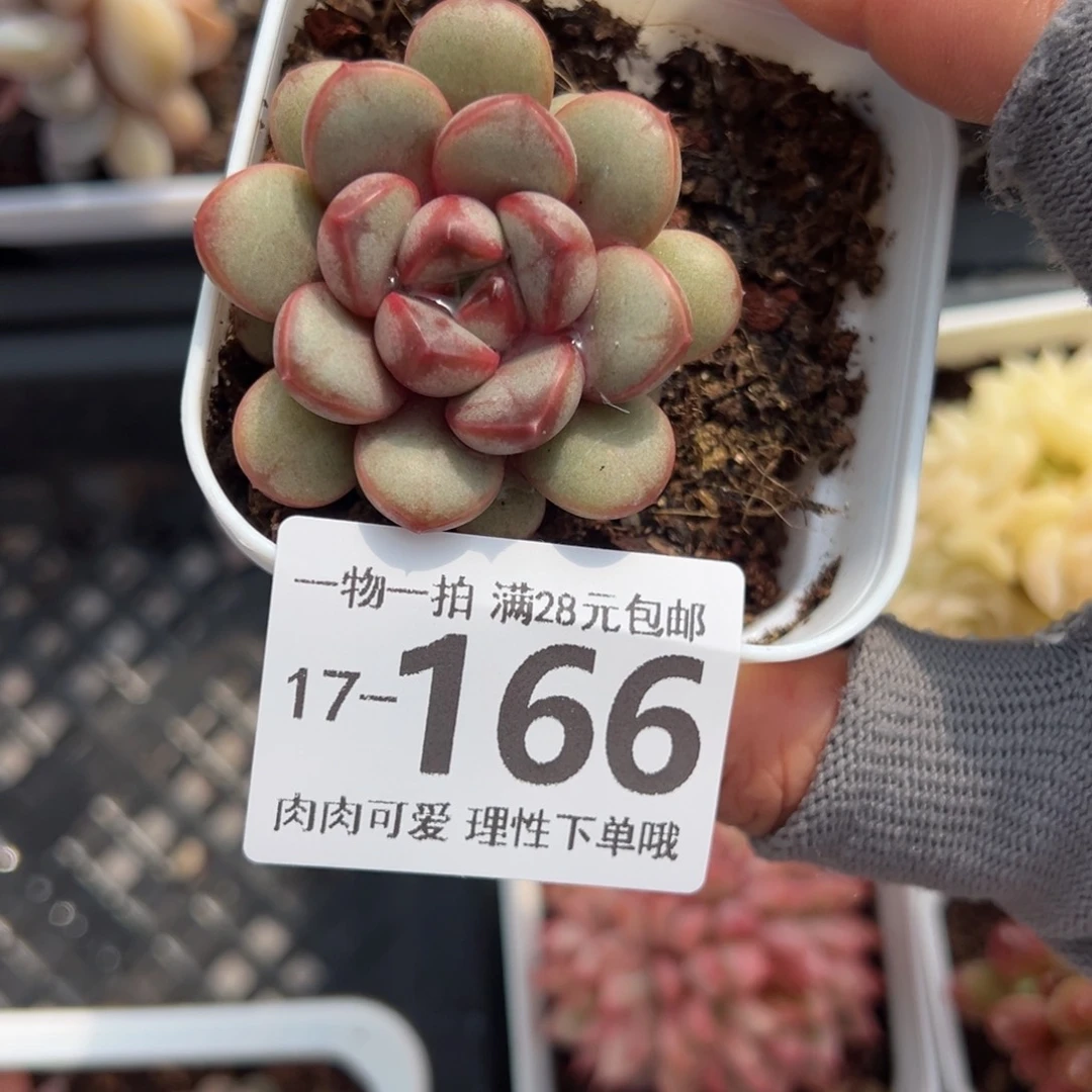 葡萄，多肉多肉多肉脱多肉多肉