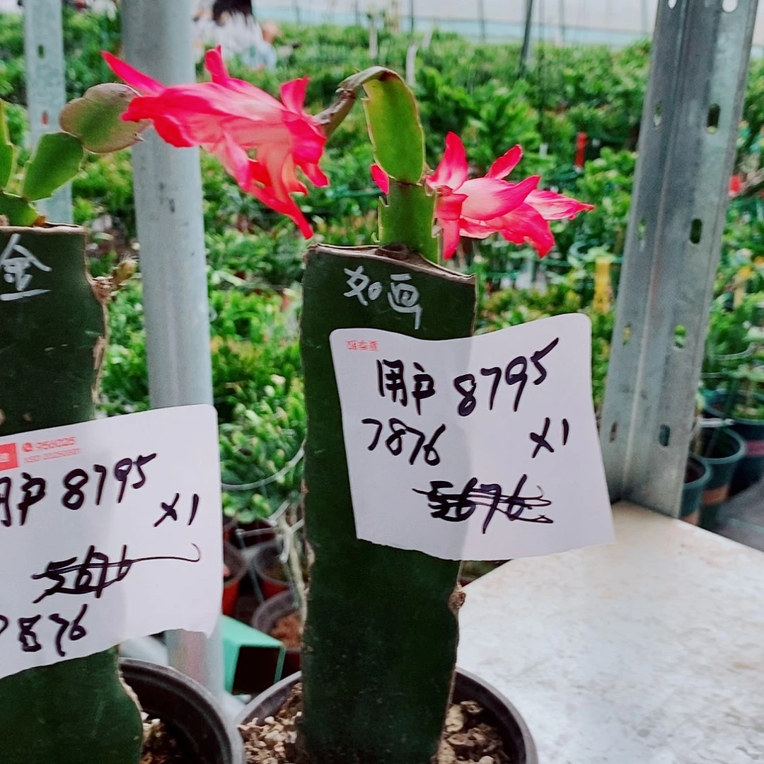 用***7无花朵如画加黄金索菲亚 福利