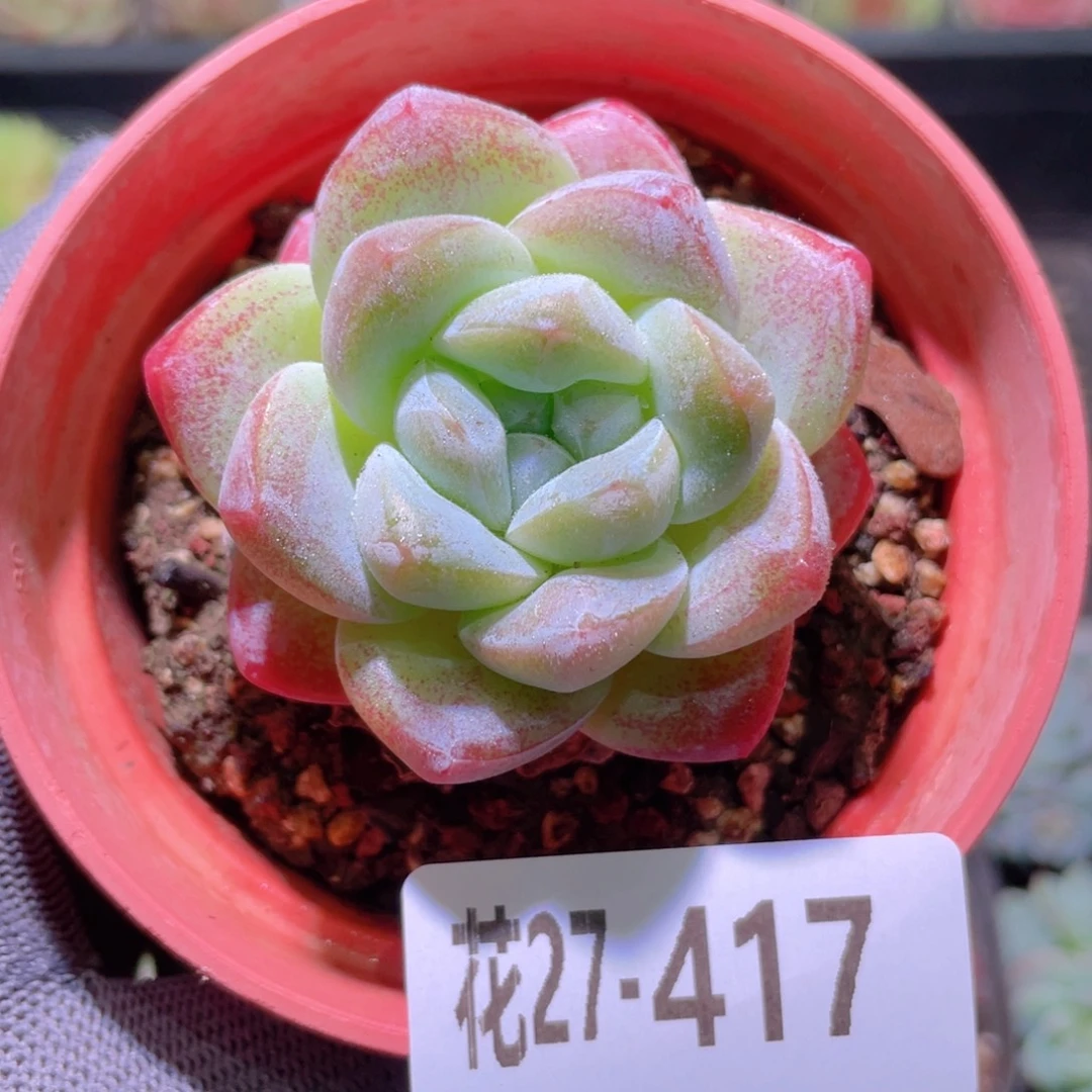 花利美27-417冰玉