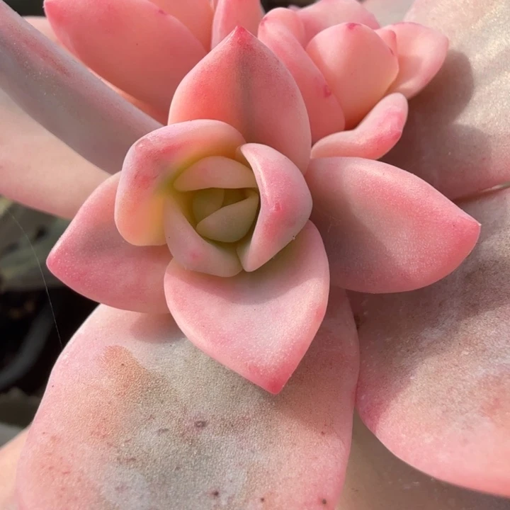 奶茶锦侧芽腹轮锦可以嫁接