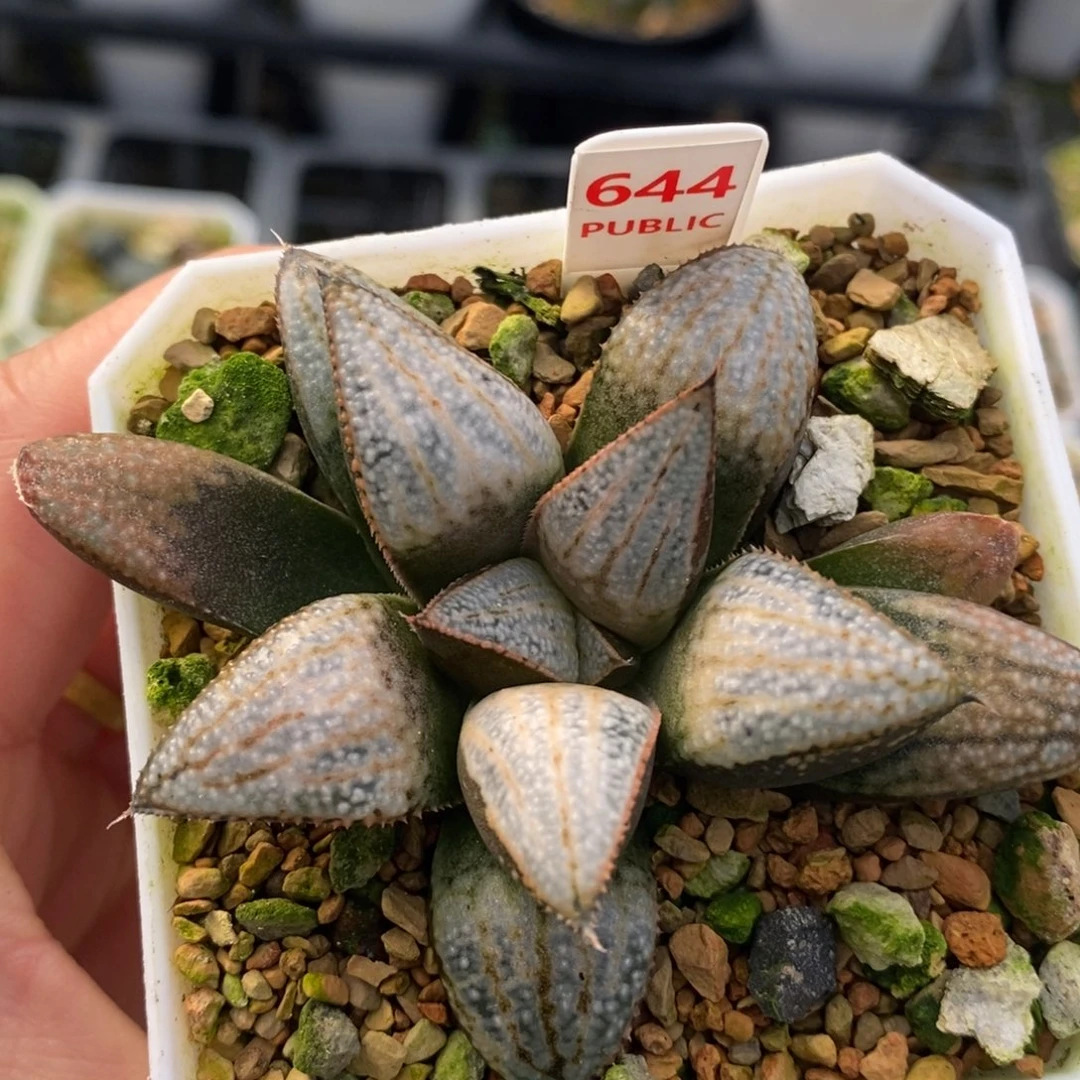644汤圆十二卷多肉植物